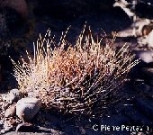 Lobivia ferox v. longispina, S. Titicaca PEY.jpg